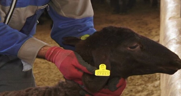 اجرای طرح بیمه وهویت گذاری دام ها در هرسین