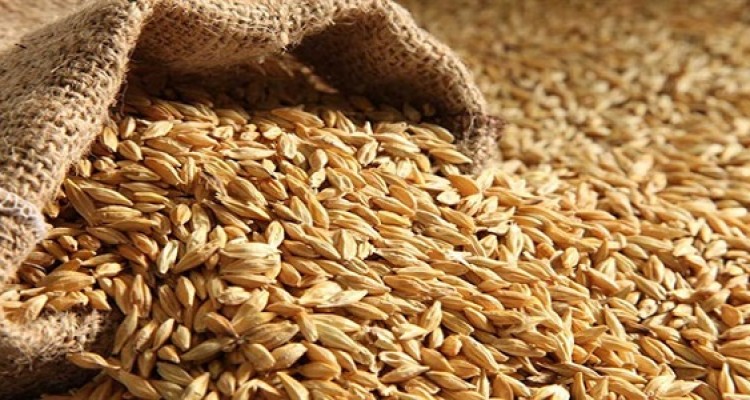 آغازتوزیع یکصد تن جو یارانه‌ای در روستاهای  خسارت دیده از سیل در هرسین