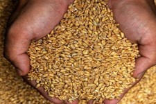 تامین بذر گندم دیم کشاورزان شهرستان هرسین