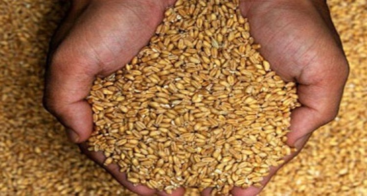تامین بذر گندم دیم کشاورزان شهرستان هرسین