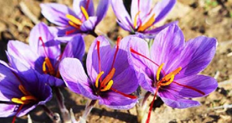 آغاز برداشت زعفران از سطح مزارع شهرستان هرسین 