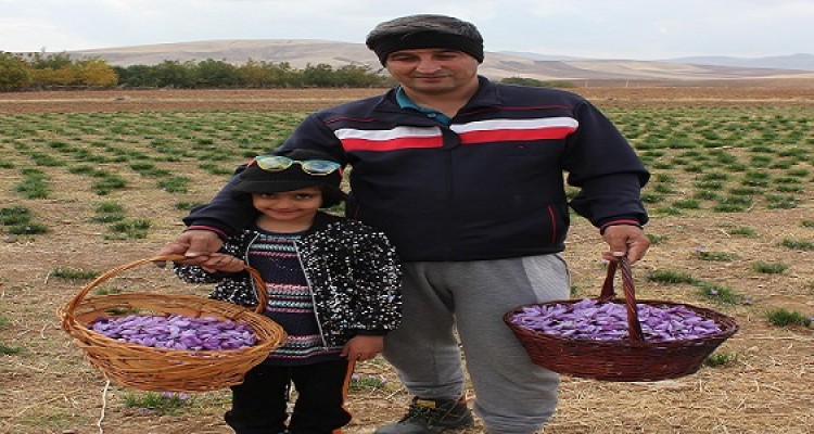 برداشت زعفران از مزارع شهرستان هرسین