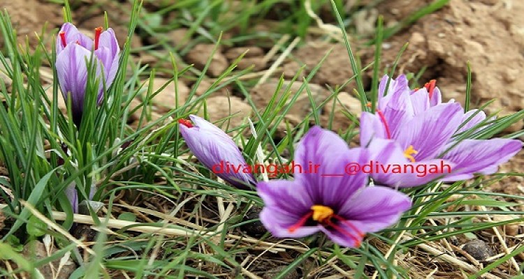 فرصت طلایی رونق اقتصاد شهرستان با برند زعفران هرسین/ داستان تکراری  نبود صنایع تبدیلی