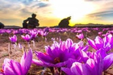 بر داشت ۶۶کیلوگرم زعفران از سطح مزارع شهرستان هرسین