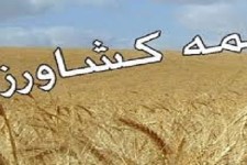 بیمه گندم وجو دیم  هر هکتارفقط با ده  هزار تومان