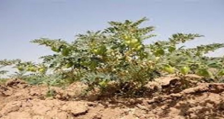 کشاورزان هرسینی فرصت کشت نخود را از دست ندهند