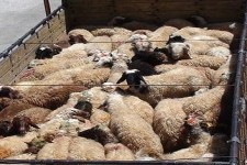 کشف 23 راس احشام قاچاق در هرسین  