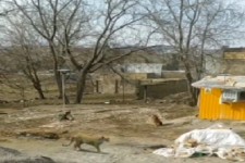 رویت یک قلاده پلنگ در هرسین تکذیب شد