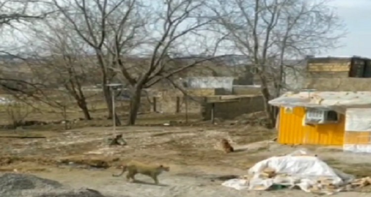 رویت یک قلاده پلنگ در هرسین تکذیب شد