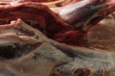 امحاء 22 کیلو گرم گوشت  و فرآورده خام دامی  در هرسین