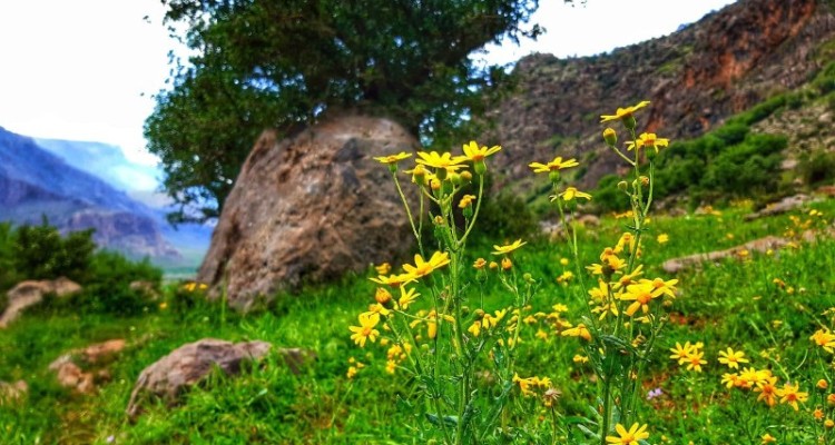 تصاویر زیبای بهاری از طبیعت شهرستان هرسین