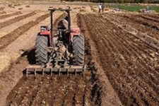 کاشت چغندر قند در۱۵۰۰هکتار از اراضی زراعی شهرستان هرسین