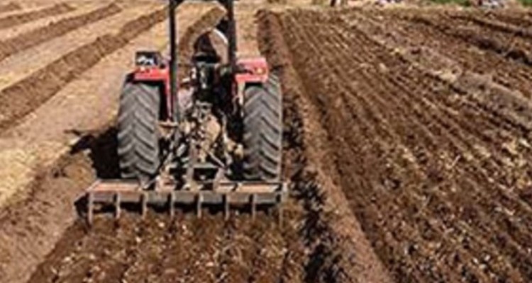 کاشت چغندر قند در۱۵۰۰هکتار از اراضی زراعی شهرستان هرسین
