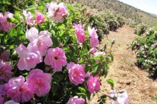 آغاز بر داشت گل محمدی از سطح 63هکتار از مزارع شهرستان هرسین