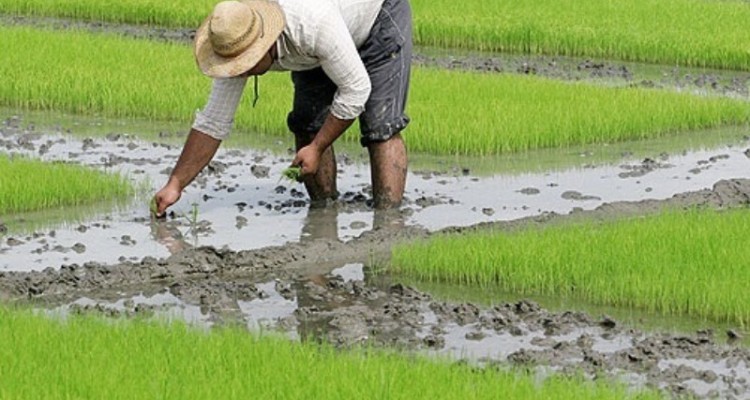 ممنوعیت کاشت برنج در شهرستان هرسین