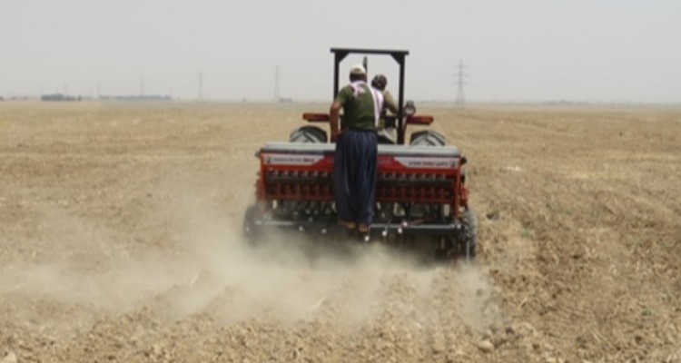 کشت دوم در شهرستان هرسین ممنوع شد