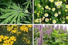 کاشت 900هکتار گیا هان دارویی در شهرستان هرسین