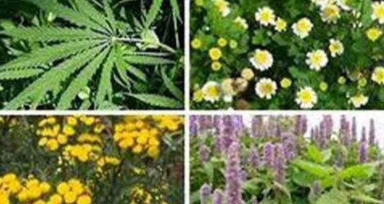 کاشت 900هکتار گیا هان دارویی در شهرستان هرسین