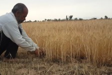 آغاز برداشت جو از مزارع دیم  شهرستان هرسین