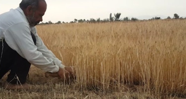 آغاز برداشت جو از مزارع دیم  شهرستان هرسین