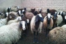 رشد 5برابری صادرات دام سبک از هرسین به خارج از استان از ابتدای سال تا کنون