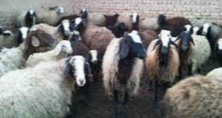 رشد 5برابری صادرات دام سبک از هرسین به خارج از استان از ابتدای سال تا کنون