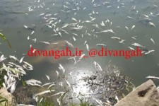 تصاویری از وقوع یک فاجعه زیست محیطی در رودخانه گاماسیاب بخش بیستون