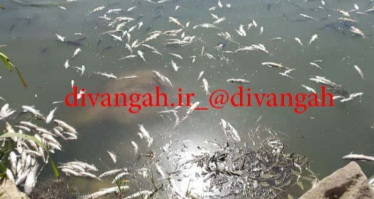 تصاویری از وقوع یک فاجعه زیست محیطی در رودخانه گاماسیاب بخش بیستون