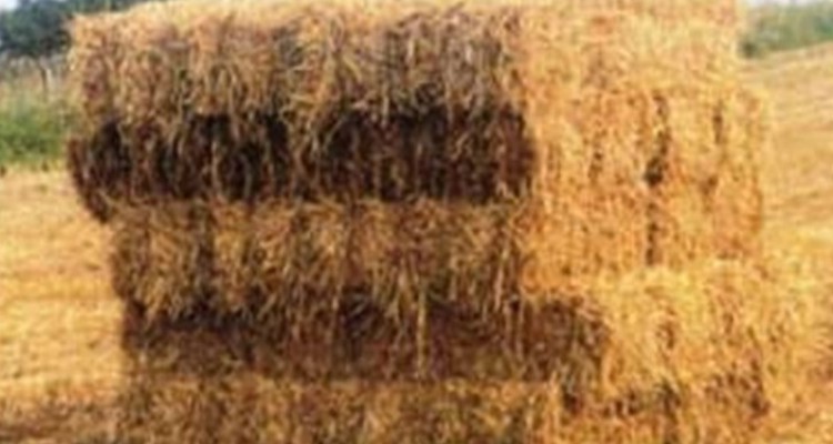 ممنوعیت خروج کاه وکلش از شهرستان هرسین