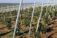 تولید سالیانه۲۰۰۰تن انگور در شهرستان هرسین