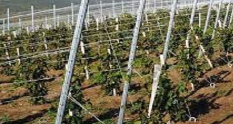 تولید سالیانه۲۰۰۰تن انگور در شهرستان هرسین