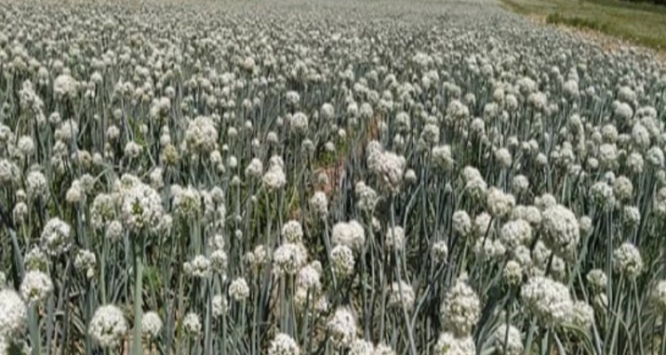 آغاز برداشت پیاز بذری ازسطح ۶۵هکتار مزارع هرسین