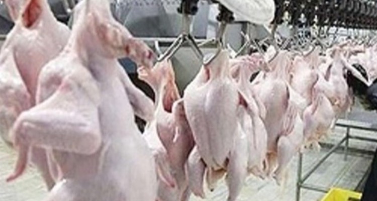 عرضه مرغ ۱۸مرغداری هرسین به کشتارگاه های استان به نرخ دولتی