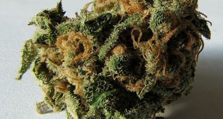 کشف ۴ کیلو گرم ماده مخدر گل در هرسین