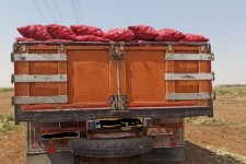 تضییع دسترنج پیازکاران هرسینی و جولان دلالان/ مشکل نبود سردخانه و انبارهای فنی کی مرتفع میشود