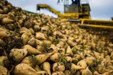 پیش بینی تولید ۹۰هزار تن چغندر قند در شهرستان هرسین/ برداشت 170تن در هکتار توسط کشاورز نمونه کشوری