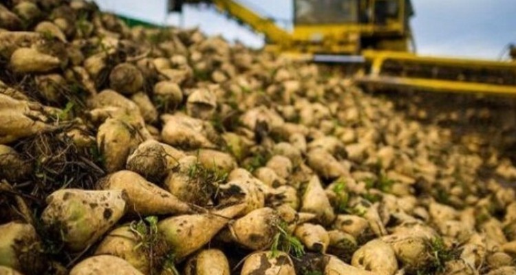 پیش بینی تولید ۹۰هزار تن چغندر قند در شهرستان هرسین/ برداشت 170تن در هکتار توسط کشاورز نمونه کشوری