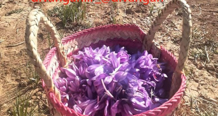 پیش بینی برداشت 100کیلو زعفران از مزارع شهرستان هرسین
