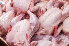 مشکل کمبود مرغ در هرسین در حال رفع شدن است/ ارسال 15200مرغ زنده به کشتارگاه های استان