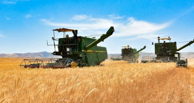 اجرای طرح جهش تولید در دیمزار های شهرستان هرسین