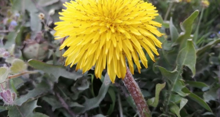 تصاویر زیبای بهاری در هرسین