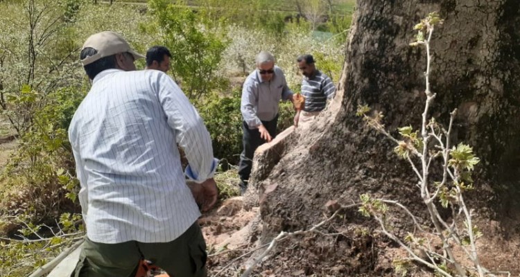 درختان کهن هرسین در لیست آثار ملی ثبت میشوند