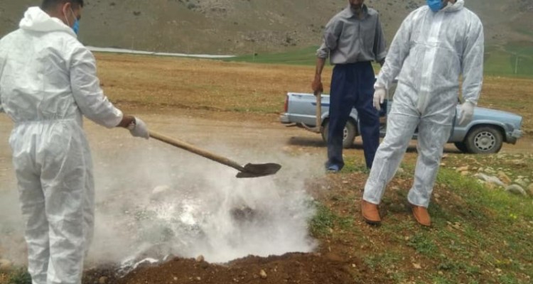 تلف شدن 5راس گوسفند در کوهپایه های روستای نجوبران بیستون/ احشام تلف شده دفن بهداشتی شدند