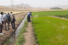 معدوم سازی هشت موردخزانه های برنج در بخش بیستون