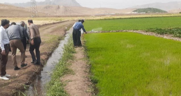 معدوم سازی هشت موردخزانه های برنج در بخش بیستون