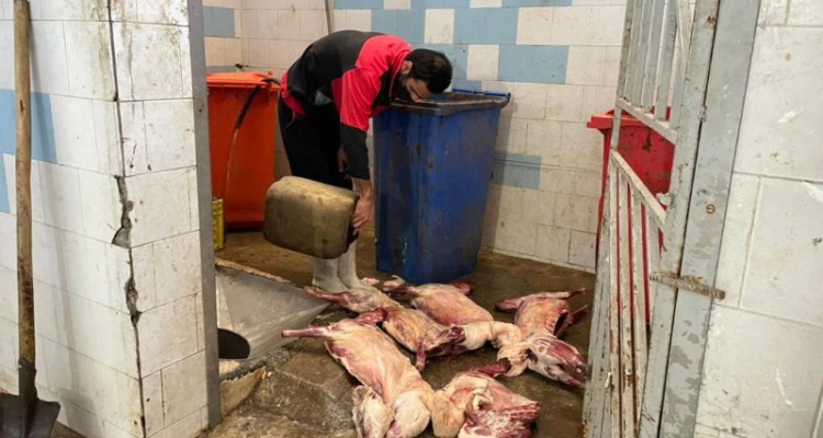 ضبط و امحاء4لاشه گوشت کشتار غیر مجاز در هرسین