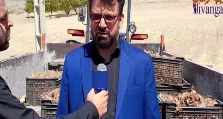 20هکتار از مزارع شهرستان هرسین زیر کشت زعفران رفته است/ کشاورزان عزیز کشت این محصول را به تعویق نیندازند