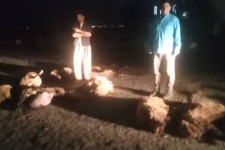 تلف شدن 27راس گوسفند در محور بیستون به سنقر