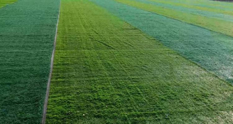 نصب و ساماندهی زمین چمن مصنوعی فوتبال شهرستان هرسین