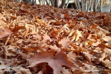 هنرنمایی پاییز در طبیعت زیبای هرسین+فیلم و تصویر